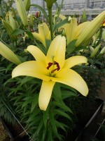 [5179 Yelloween NES No02.JPG]